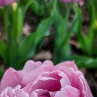 Пионовидный тюльпан :: Ksenija Mudryaninets