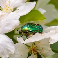 Green beetle :: Михаил Соколов