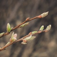 Весна :: Надежда Гончарук
