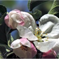 Яблони цветочек. :: Лариса С.