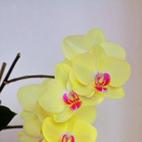 Про орхидеи на окне #2 :: M Marikfoto