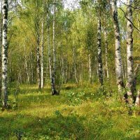 В мире великом много чудес: Разве не чудо задумчивый лес... :: Алла Кочергина
