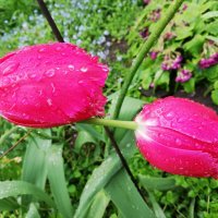 Цюльпаны с росой :: Юлия 