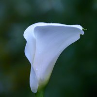 calla :: Zinovi Seniak