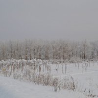 МОЯ ДЕРЕВНЯ, окрестности аллеи. :: Виктор Осипчук