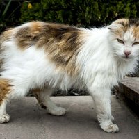 Уличный кот. :: Николай Сидаш