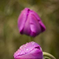 Тюльпаны после дождя :: Николай Галкин 