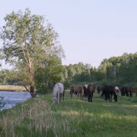 У реки пасутся кони. :: сергей 