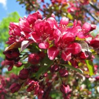 Яблони в цвету :: veera v