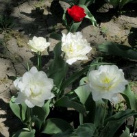 Махровые тюльпаны :: Нина Бутко