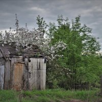 В МОЛОЧНОМ ЗАЦВЕЛИ ЯБЛОНИ :: валерий талашов 