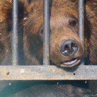 Медведь в клетке :: Марина Валиуллина