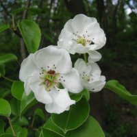 Яблоневые цветы. :: Валерьян Запорожченко