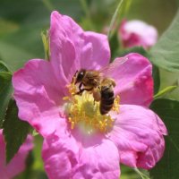 пчелка на цветке шиповника :: ольга хакимова