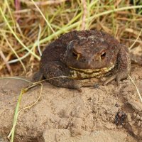 Земляная жаба. :: DianaVladimirovna 