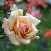 Очарование июньских роз :: Татьяна Смоляниченко