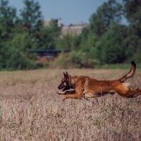 Курсинг летающие собаки :: Анна Григорьева
