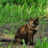 Черепаховая кошка – талисман удачи и достатка :: Liliya Kharlamova
