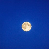 Полная луна на трассой Витебск-Полоцк :: Анатолий Клепешнёв