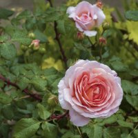Розовые  розы :: Валентин Семчишин