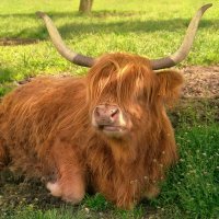 шотландская высокогорная корова :: Elena Wymann