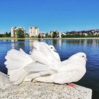 Голуби-павлины белые :: Сергей Б.