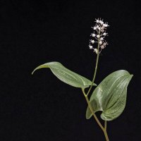 Майник двулистный - Maianthemum bifolium :: Николай Чичерин