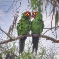 Какое БЛАЖЕНСТВО - открыть глаза и видеть, как воркуют попугайчики! :: Svetlana Galvez
