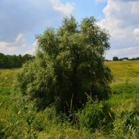 Зверево. Ива в Казачьей балке. :: Пётр Чернега