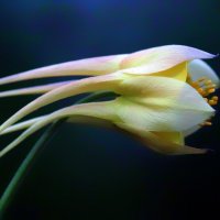 aquilegia :: Zinovi Seniak