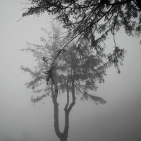 В  тумане  горный  лес рассветный... :: Евгений 