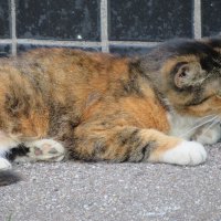 Уличная кошка Муся. :: Зинаида 