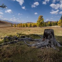 Корни древней лиственницы :: Виктор Четошников