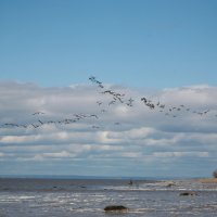 Казарки летят над Белым морем :: Карина Бердник