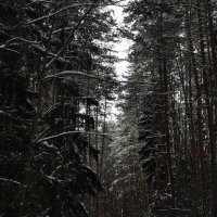 Зимний лес :: Артем Абаноков