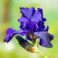 iris :: Zinovi Seniak