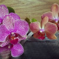 Орхидеи :: Наталья (D.Nat@lia)