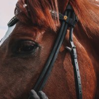 Лошадь, детали, фотосессия с лошадьми :: Arina Molochnaya