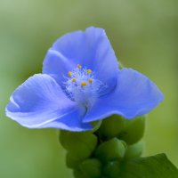 garden tradescantia :: Zinovi Seniak