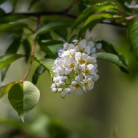 Весенний этюд. :: Виктор Иванович Чернюк