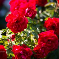 Красные плетистые розы :: Александр Синдерёв