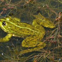 про жаб и лягушек 4 :: Александр Прокудин