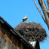 Жабинка Брестской Выставлено 22 июня в 4 часа утра :: олег свирский 