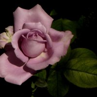 Сиреневая роза. :: Nata 