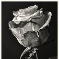 Портрет розы :: Kliwo 