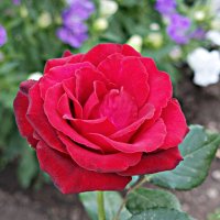 Красота розы не долговечна, но память о ней вечна! :: Андрей Заломленков