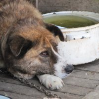 В чем смысл жизни, брат? :: Людмила Жданова