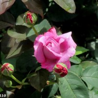 Красавица роза :: Нина Бутко