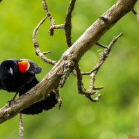 Краснокрылая черная птица :: Яков Геллер