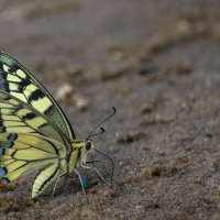 Махаон, Papilio machaon :: Сергей Цветков